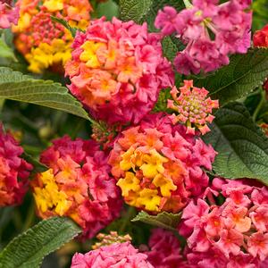 Lantana camara 'Luscious Berry Blend' Lantana from Moose Crossing Garden Center