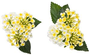 Lantana camara 'Luscious Piña Colada' Lantana from Moose Crossing Garden Center