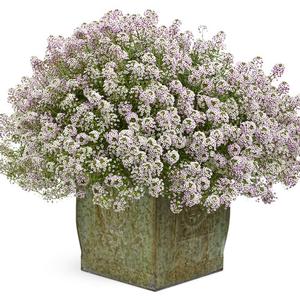 Lobularia hybrid 'Blushing Princess' Alyssum from Moose Crossing Garden Center