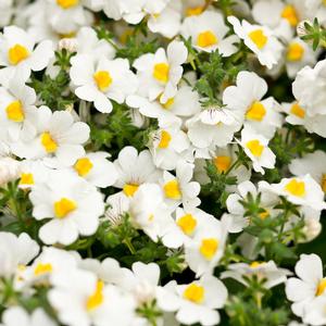 Nemesia hybrid 'Sunsatia Coconut' Nemesia from Moose Crossing Garden Center