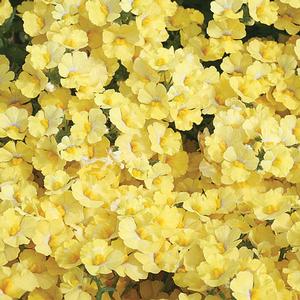 Nemesia hybrid 'Sunsatia Lemon' Nemesia from Moose Crossing Garden Center
