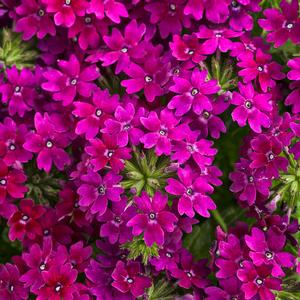 Verbena hybrid 'Superbena Royale Plum Wine' Verbena from Moose Crossing Garden Center