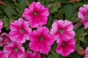 Petunia hybrid 'Supertunia Strawberry Pink Veined' Petunia from Moose Crossing Garden Center