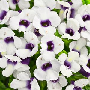 Torenia hybrid 'Catalina Grape-O-Licious' Torenia from Moose Crossing Garden Center
