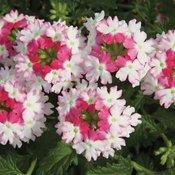 Verbena hybrid 'Lanai Twister Pink' Verbena from Moose Crossing Garden Center