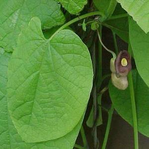 Aristolochia macrophylla Dutchman's Pipe from Moose Crossing Garden Center