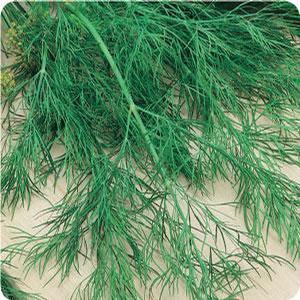 Anethum graveolens 'Bouquet' Dill from Moose Crossing Garden Center