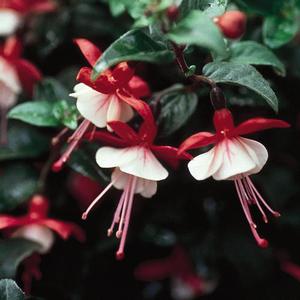 Fuchsia hybrid 'Shadow Dancer Betty' Upright Fuchsia from Moose Crossing Garden Center