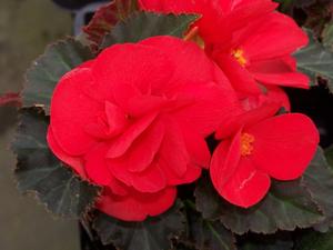 Begonia x tuberhybrida 'Nonstop Mocca Cherry' Tuberous Begonia from Moose Crossing Garden Center