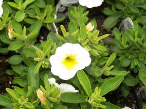 Calibrachoa hybrid 'Over Easy' Million Bells from Moose Crossing Garden Center