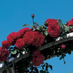 Rosa 'Don Juan' Climbing rose from Moose Crossing Garden Center