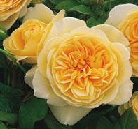Rosa 'Teasing Georgia' English Rose-David Austin from Moose Crossing Garden Center