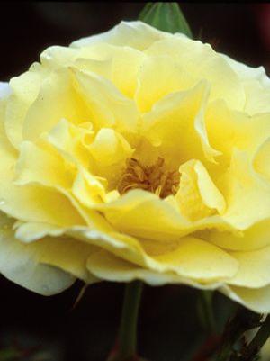 Rosa 'Yellow Submarine' Easy Elegance Shrub Rose from Moose Crossing Garden Center