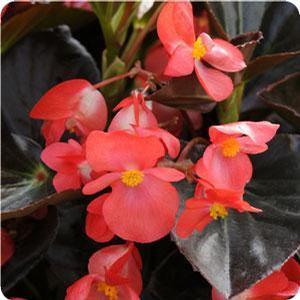 Begonia X hybrida 'Big Red with Bronze Leaf' Begonia from Moose Crossing Garden Center