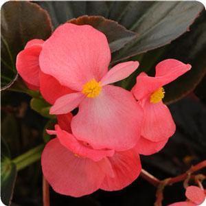 Begonia X hybrida 'Big Rose with Bronze Leaf' Begonia from Moose Crossing Garden Center