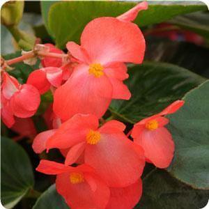 Begonia X hybrida 'Big Red with Green leaf' Begonia from Moose Crossing Garden Center