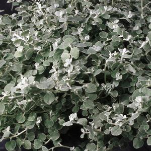 Helichrysum petiolare 'White Licorice' Licorice Plant from Moose Crossing Garden Center