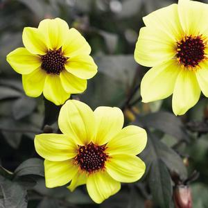 Dahlia hybrid 'Mystic Illusion' Dahlia from Moose Crossing Garden Center