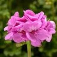 Geranium Interspecific 'Caliente Lavender' Geranium from Moose Crossing Garden Center