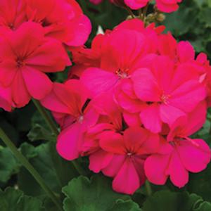 Geranium Interspecific 'Calliope Hot Pink' Geranium from Moose Crossing Garden Center