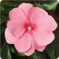 Impatiens hawkeri 'Divine Pink' New Guinea Impatiens from Moose Crossing Garden Center