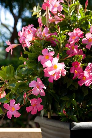 Mandevilla hybrid 'Pretty Pink' Mandevilla from Moose Crossing Garden Center
