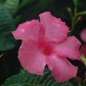 Mandevilla splendens 'Alice Dupont' Mandevilla from Moose Crossing Garden Center