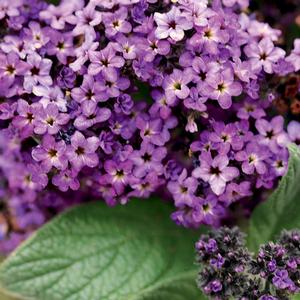 Heliotropium arborescens 'Incense' Heliotrope from Moose Crossing Garden Center