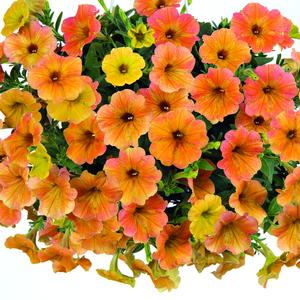 Petunia hybrid 'Cascadias Indian Summer' Petunia from Moose Crossing Garden Center