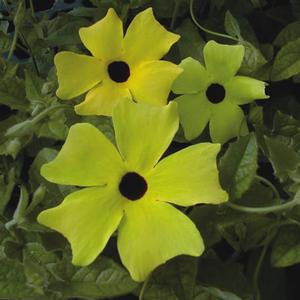 Thunbergia alata 'Sunny Lemon Star' Black-eyed Susan Vine from Moose Crossing Garden Center