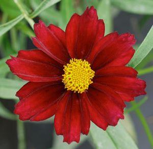 Coreopsis hybrid 'Big Bang Mercury Rising' Tickseed from Moose Crossing Garden Center