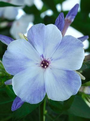 Phlox paniculata 'Flame Blue' Dwarf Garden Phlox from Moose Crossing Garden Center