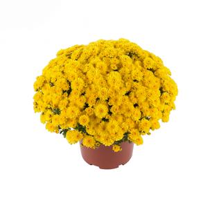 Chrysanthemum Garden Mum 'Gigi Yellow' Garden Mum from Moose Crossing Garden Center