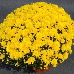 Chrysanthemum Garden Mum 'Honeyblush Yellow' Garden Mum from Moose Crossing Garden Center