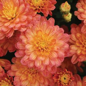 Chrysanthemum Garden Mum 'Jacqueline Orange Fusion' Garden Mum from Moose Crossing Garden Center