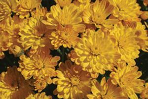 Chrysanthemum Garden Mum 'Jacqueline Yellow' Garden Mum from Moose Crossing Garden Center
