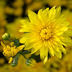 Chrysanthemum Garden Mum 'Makayla Yellow' Garden Mum from Moose Crossing Garden Center