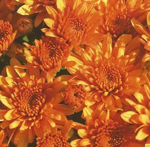 Chrysanthemum Garden Mum 'Perfectly Orange' Garden Mum from Moose Crossing Garden Center