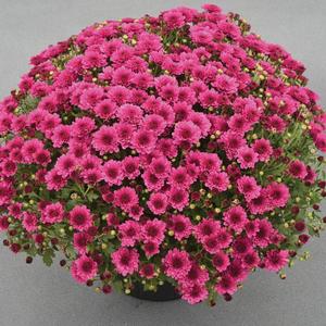 Chrysanthemum Garden Mum 'Pizazz Purple' Garden Mum from Moose Crossing Garden Center