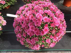 Chrysanthemum Garden Mum 'Pomona Violet' Garden Mum from Moose Crossing Garden Center