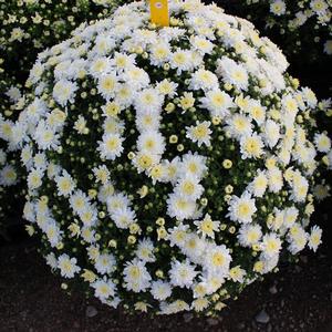 Chrysanthemum Garden Mum 'Prima White' Garden Mum from Moose Crossing Garden Center