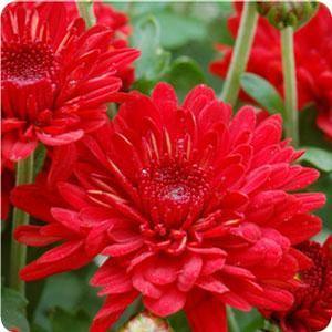 Chrysanthemum Garden Mum 'Radiant Red' Garden Mum from Moose Crossing Garden Center