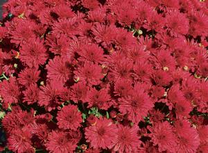 Chrysanthemum Garden Mum 'Red Hots' Garden Mum from Moose Crossing Garden Center