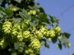 Humulus lupulus 'Cascade' Cascade Hops from Moose Crossing Garden Center