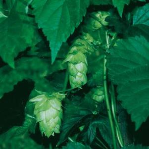 Humulus lupulus 'Nugget' Nugget Hops from Moose Crossing Garden Center