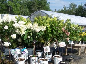 Hydrangea paniculata 'Phantom Tree Form' Tree Hydrangea from Moose Crossing Garden Center
