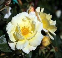 Rosa 'Sky's the Limit' Climbing Rose from Moose Crossing Garden Center
