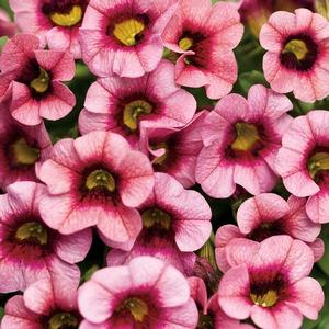 Calibrachoa hybrid 'Strawberry Punch' Superbells from Moose Crossing Garden Center