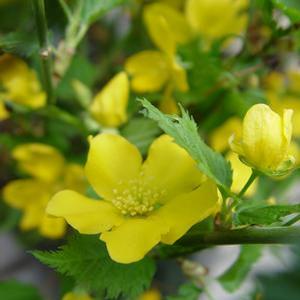 Kerria japonica 'Golden Guinea' Golden Guinea Kerria from Moose Crossing Garden Center
