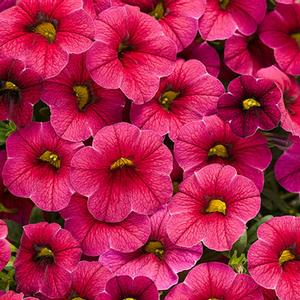 Calibrachoa hybrid 'Cherry Red' Superbells from Moose Crossing Garden Center